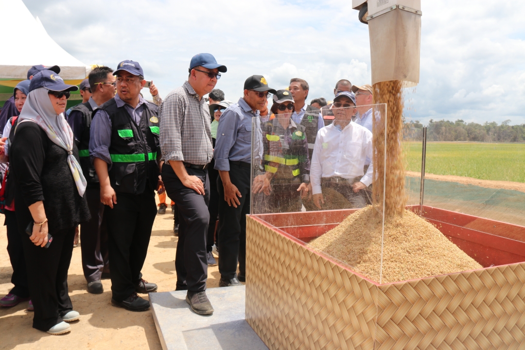 3_Penuaian Padi Sembada188 menepati hasil jangkaan.JPG